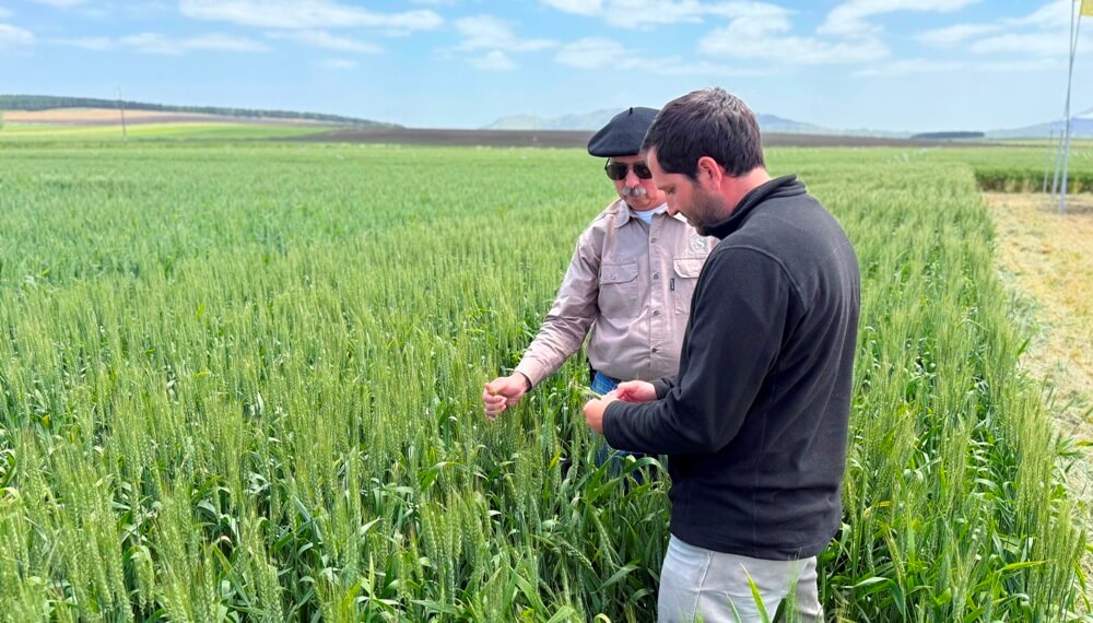 ¿Por qué el trigo logró una cosecha récord?: un caso testigo en el corazón triguero del sur bonaerense