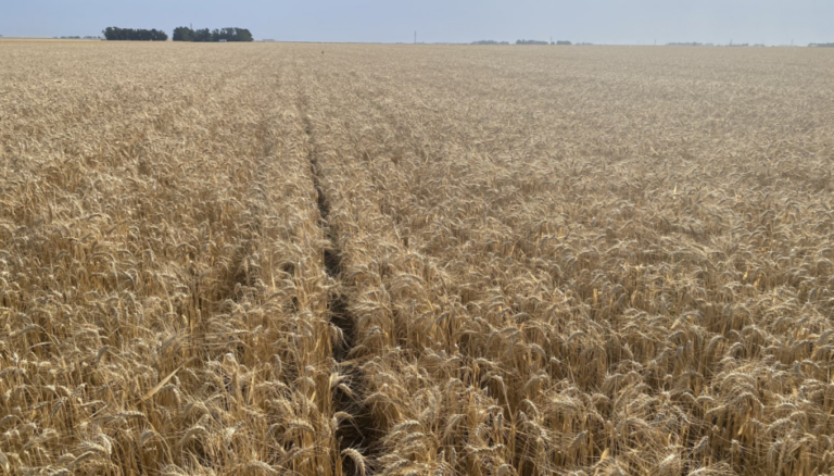 Para el Gobierno, la cosecha de trigo creció 50% y el nuevo récord es de 27,8 millones de toneladas Para el Gobierno, la cosecha de trigo creció 50% y el nuevo récord es de 27,8 millones de toneladas