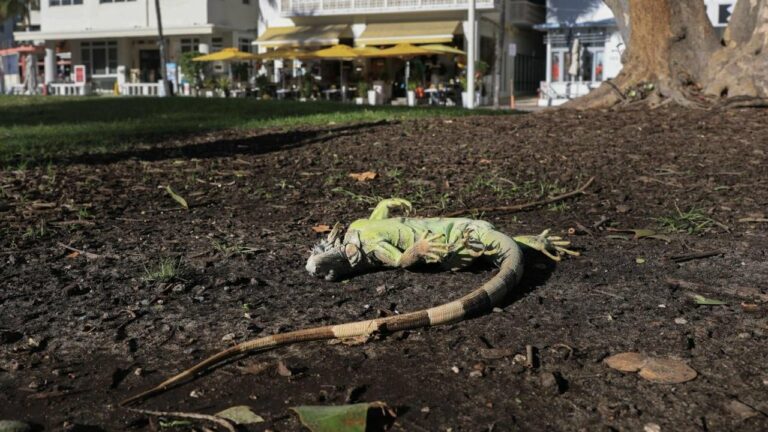 Estados Unidos: lluvia de iguanas “congeladas” en Florida por la ola polar