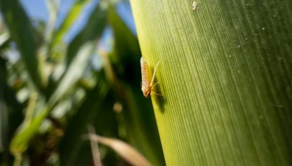 Malas y buenas con la chicharrita del maíz: la población sigue aumentando, pero la infectividad es nula