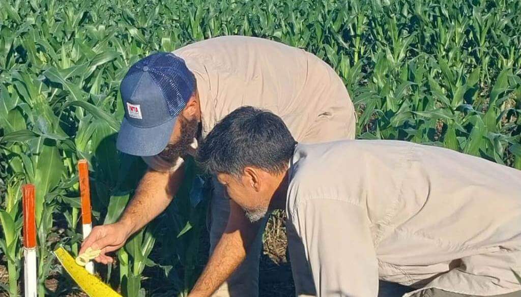 Alivio: la chicharrita del maíz continúa multiplicándose, pero el riesgo para la cosecha sigue siendo bajo