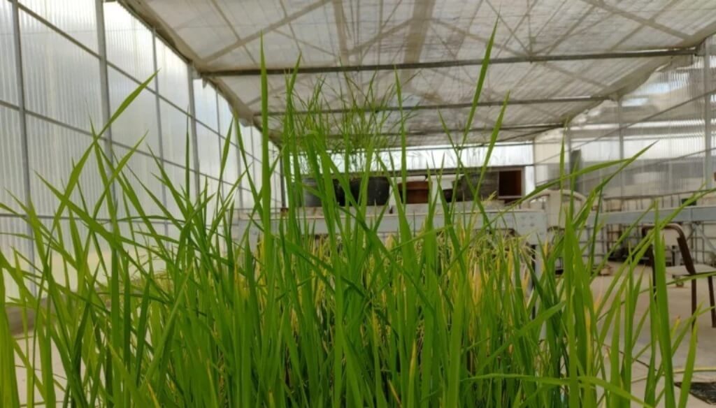 El arroz argentino entró en la era de la edición génica: un hito para el crecimiento del cultivo