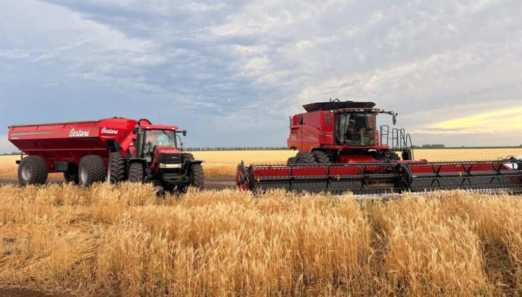 Fue tan buena la campaña de trigo, que sigue sumando hectáreas y toneladas un mes después de finalizada Fue tan buena la campaña de trigo, que sigue sumando hectáreas y toneladas un mes después de finalizada