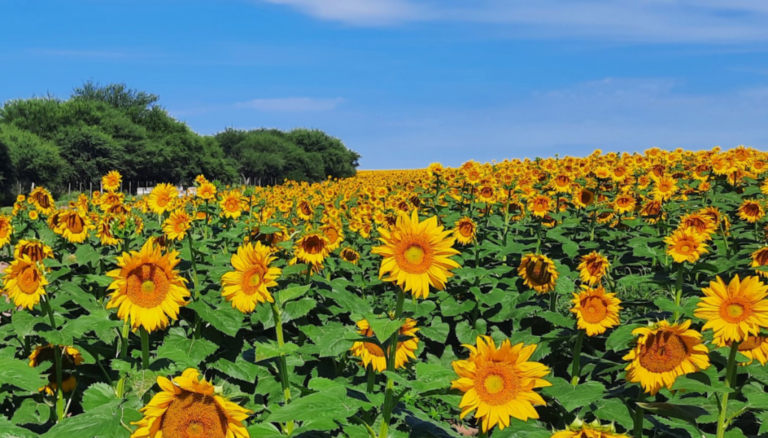 Sin techo: el girasol sigue sumando toneladas y la cosecha podría ser la segunda mayor de la historia