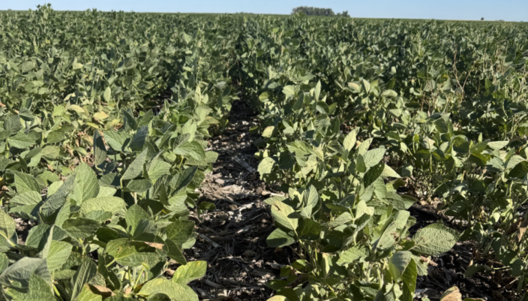 La soja sufre, pero el recorte no sería tan grave: “Las lluvias alejaron el temido escenario de derrumbe”