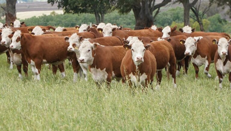 Otra brecha de rendimiento para mejorar: las pasturas también demandan una mayor fertilización