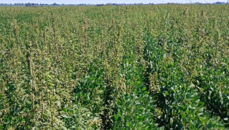 Otra alerta roja por malezas: el yuyo colorado sumó una nueva resistencia, ahora a un herbicida PPO
