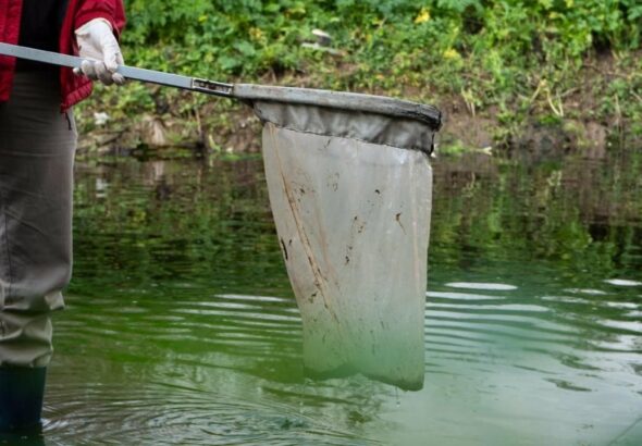 Mortandad de peces en el Carcarañá: Provincia asegura que fue por las lluvias