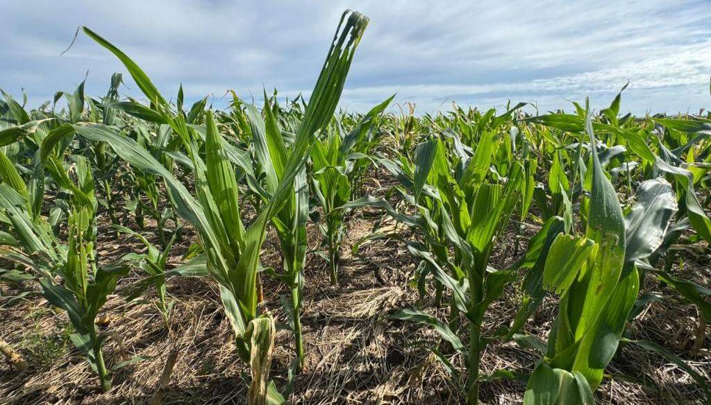 El cogollero enciende alertas: ya no solo sobrevive a maíces BT, sino también a insecticidas