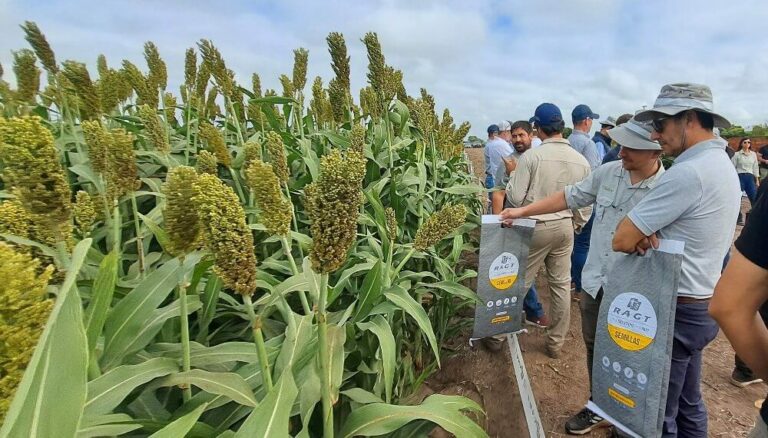Puede rendir hasta 14.000 kilos por hectárea: la hora de que el sorgo deje de ser solo un cultivo marginal