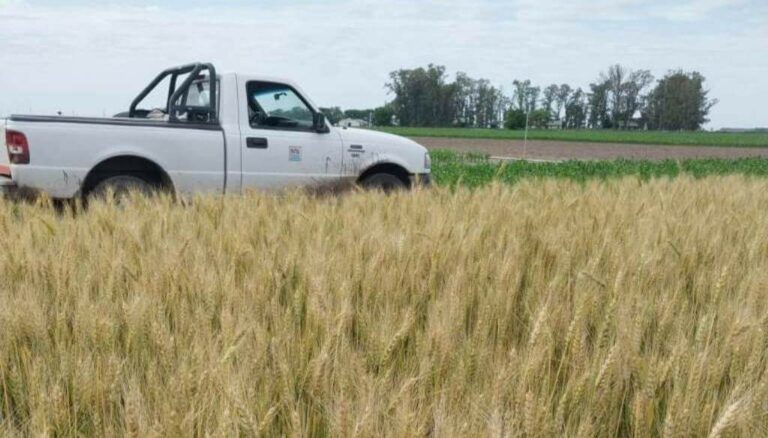 Precalienta la nueva campaña de trigo: recomendaciones para elegir las mejores variedades