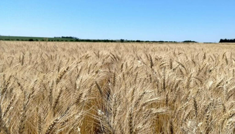 Luces y sombras en los fertilizantes: el consumo continúa en alza, pero las dosis siguen siendo bajas