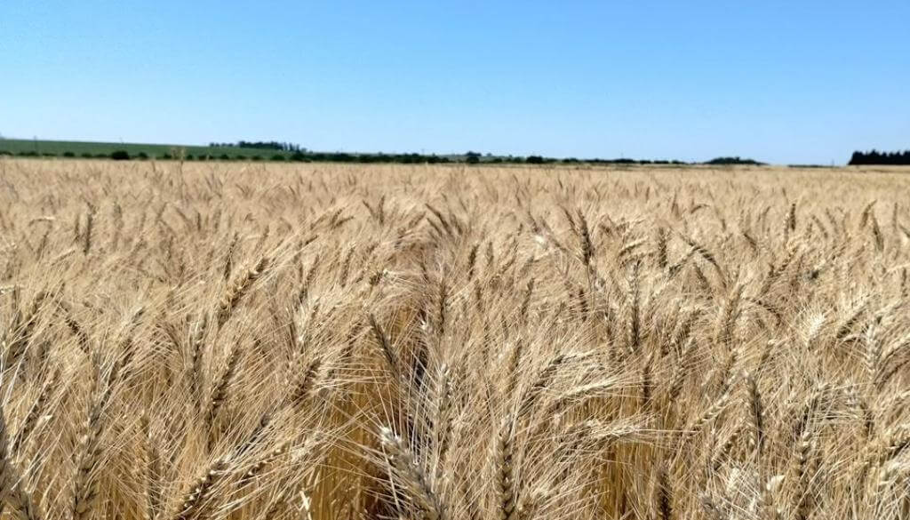 Luces y sombras en los fertilizantes: el consumo continúa en alza, pero las dosis siguen siendo bajas