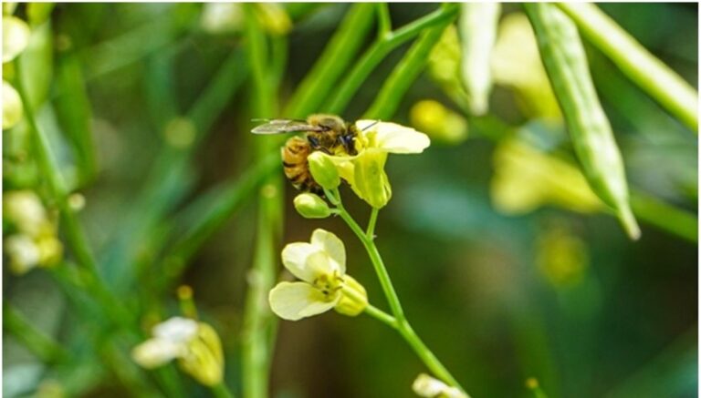 Carbono neutro: la colza y la carinata calculan su huella para multiplicar la sustentabilidad