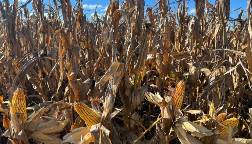 Otro récord: para el Gobierno, la cosecha de maíz crecerá 24% y será la mayor de la historia