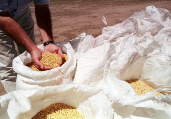 Propiedad intelectual en semillas: en el campo insisten con el sí a una nueva ley, pero no a UPOV 91 Propiedad intelectual en semillas: en el campo insisten con el sí a una nueva ley, pero no a UPOV 91