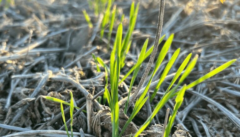 Los costos juegan en contra: desde Córdoba anticipan que la siembra de trigo probablemente caiga