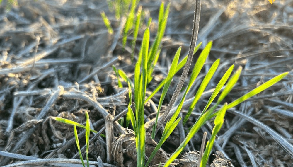 Los costos juegan en contra: desde Córdoba anticipan que la siembra de trigo probablemente caiga Los costos juegan en contra: desde Córdoba anticipan que la siembra de trigo probablemente caiga