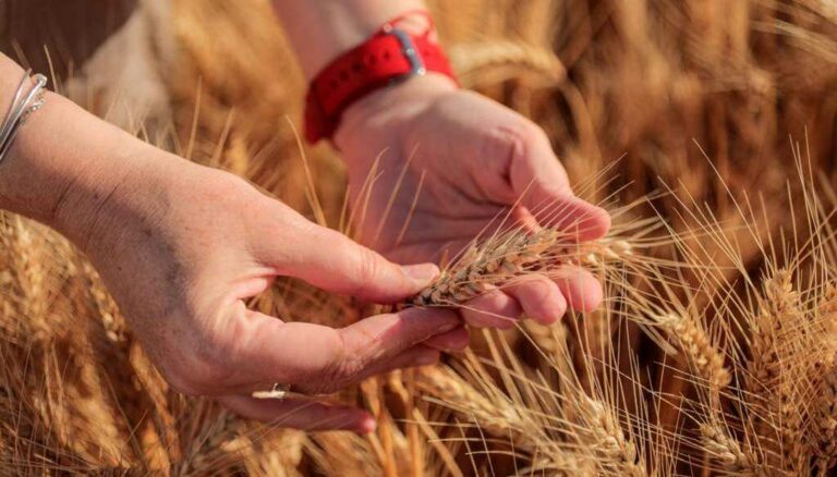 “Se quiere, pero no se puede”: en la zona núcleo, el trigo confirma una menor intención de siembra