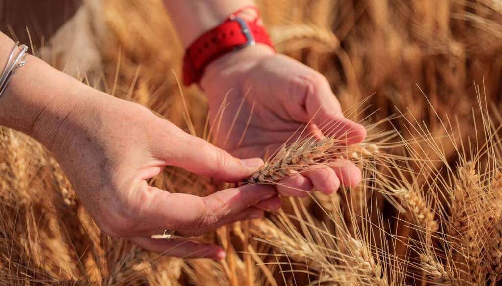 “Se quiere, pero no se puede”: en la zona núcleo, el trigo confirma una menor intención de siembra