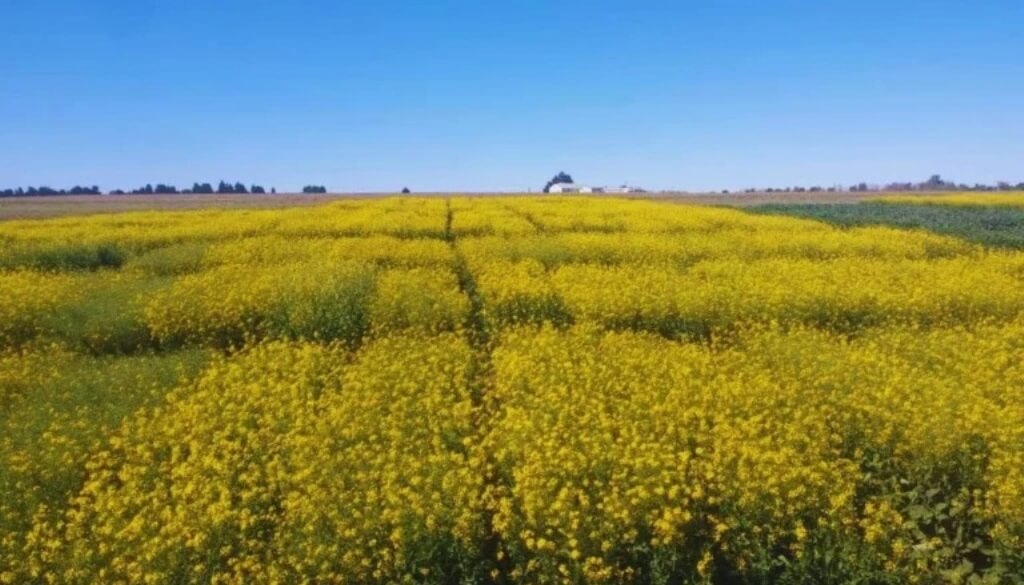 Nuevos cultivares: de la mano del INTA, Floriana y Juana fortalecen la nueva era de la colza