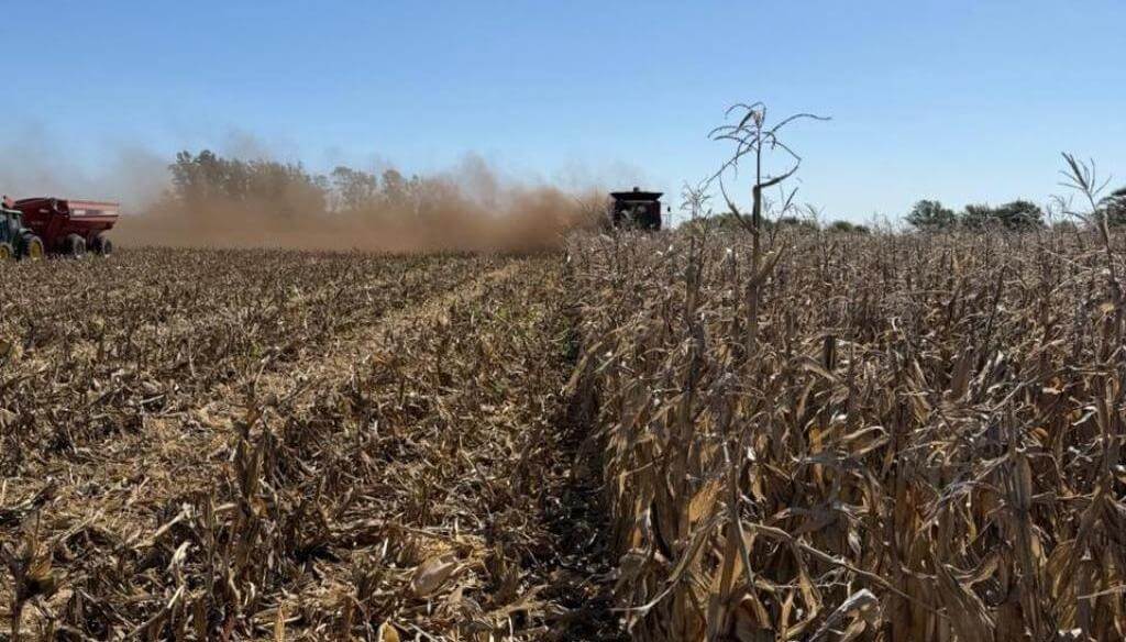 Un cisne negro para el maíz: reapareció el carbón de la panoja y “hace polvo” los rindes Un cisne negro para el maíz: reapareció el carbón de la panoja y “hace polvo” los rindes