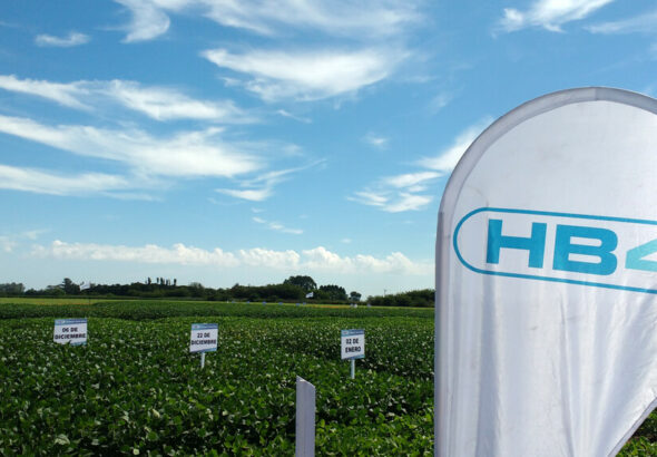 Brasil versus Europa por la soja HB4: se armó una novela que promete muchos capítulos polémicos