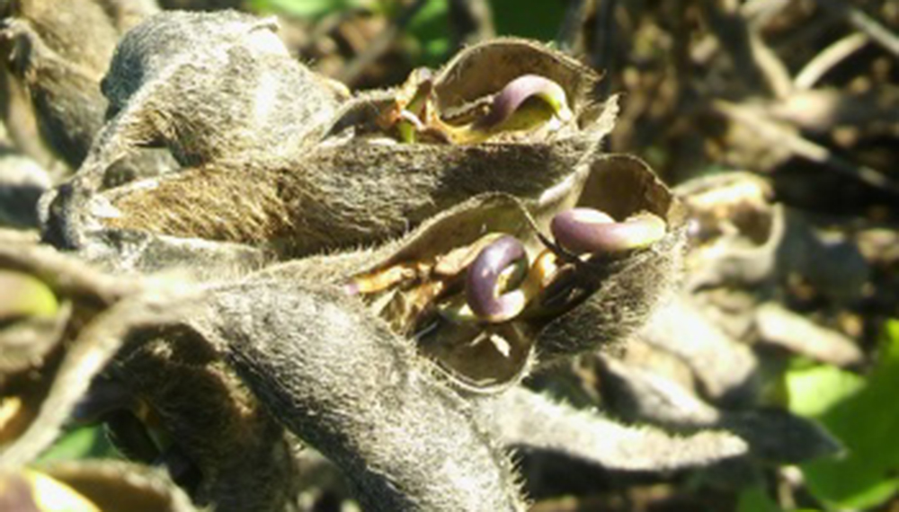 La soja de primera, en zona de riesgo por las lluvias: se frenó la cosecha y ya hay casos de rebrotes