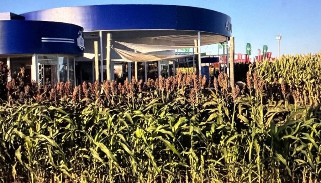 La ciencia fortalece al sorgo: en Argentina descubrieron cómo evitar el brotado previo a la cosecha