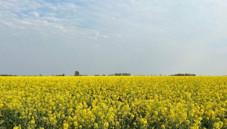 Colza, cártamo y camelina: los cultivos para biocombustibles no se ponen límites y van por otro salto productivo