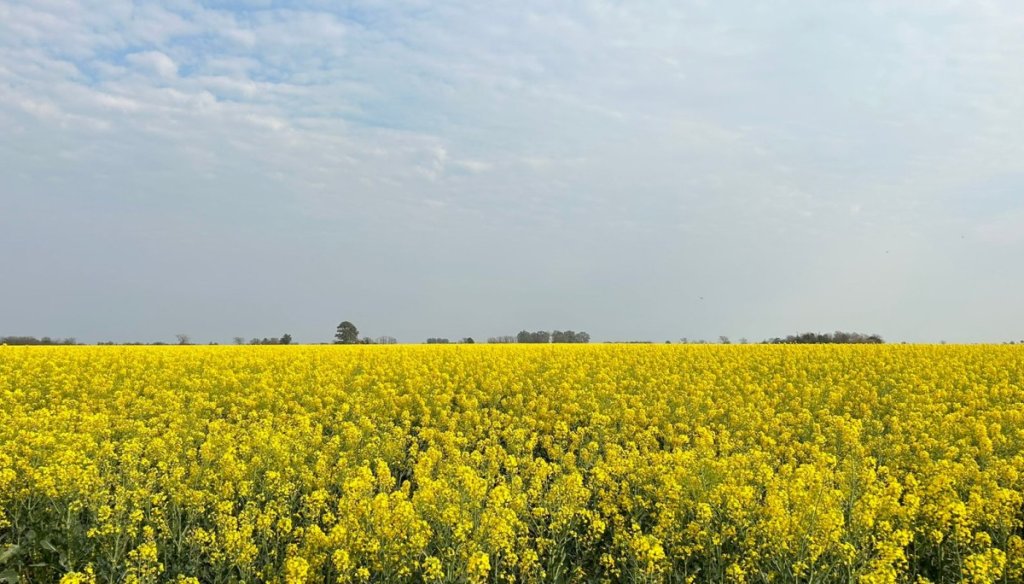 Colza, cártamo y camelina: los cultivos para biocombustibles no se ponen límites y van por otro salto productivo