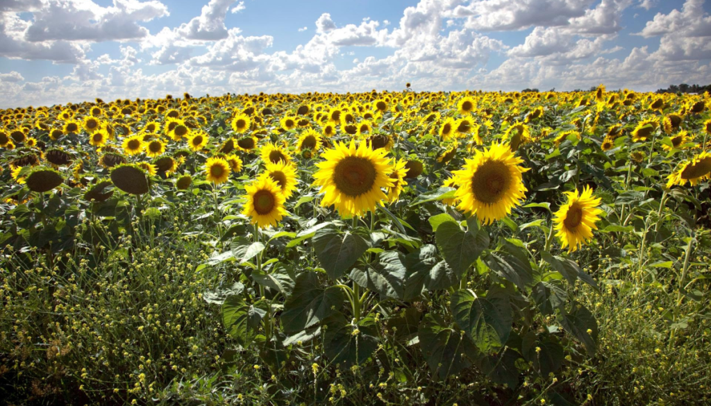 Con demanda creciente, el girasol no se pone límites: “Los breeders están trabajando contrarreloj”