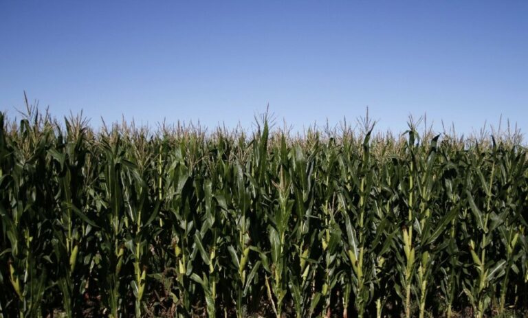 Maíz: evalúan síntomas foliares que podrían estar relacionados con la chicharrita