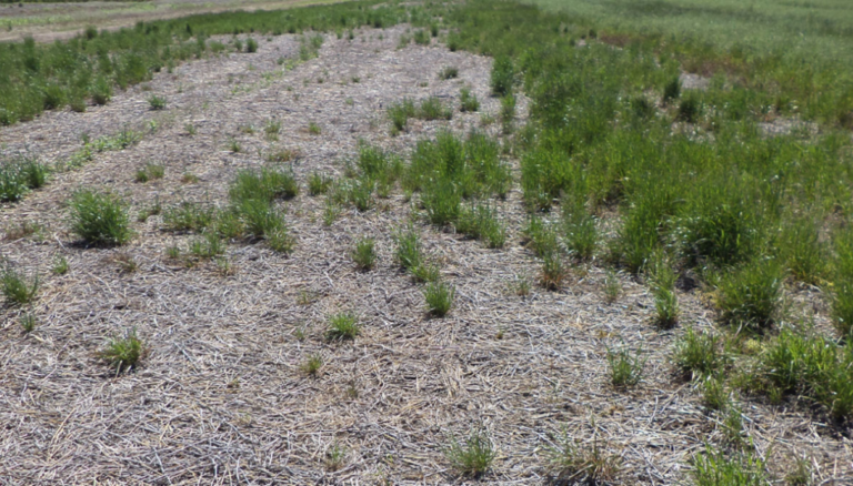 Malezas: en el norte de Buenos Aires emergió una nueva alerta roja por un raigrás multirresistente
