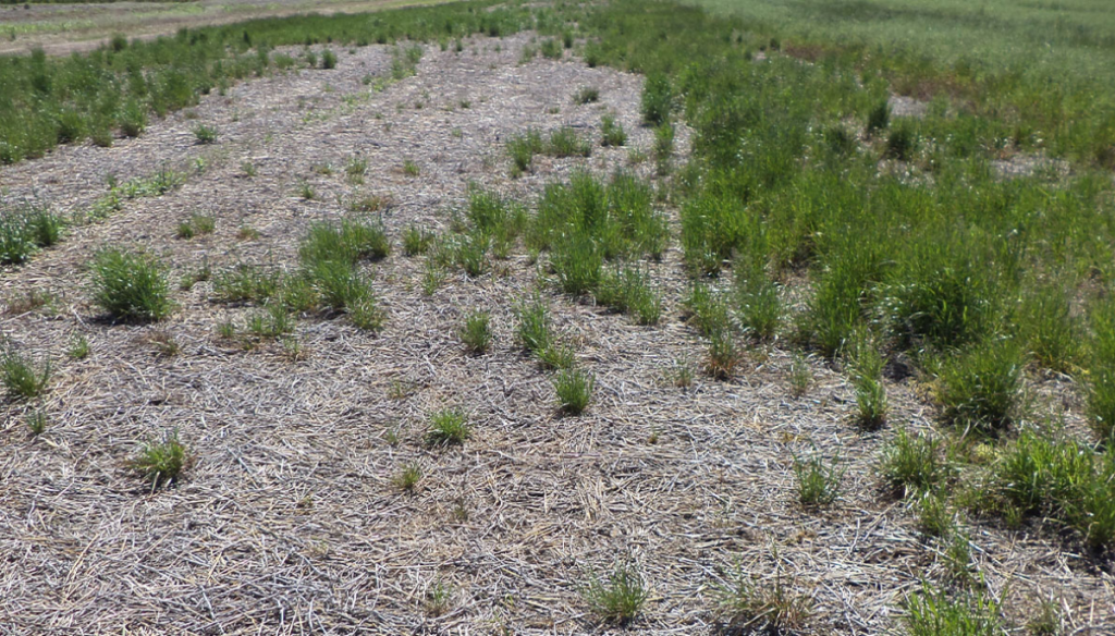 Malezas: en el norte de Buenos Aires emergió una nueva alerta roja por un raigrás multirresistente