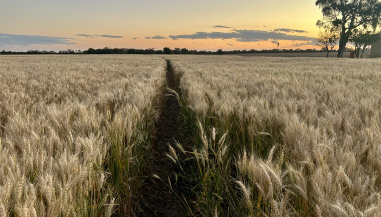 Riego más fertilización: el manejo del trigo en “tres pasos” que conduce a mayores rindes