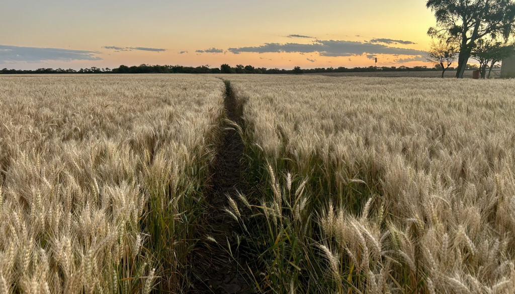 Riego más fertilización: el manejo del trigo en “tres pasos” que conduce a mayores rindes Riego más fertilización: el manejo del trigo en “tres pasos” que conduce a mayores rindes