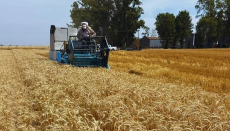 Fertilización “estratégica”: cómo sostener los rindes y mejorar la eficiencia en una campaña ajustada Fertilización “estratégica”: cómo sostener los rindes y mejorar la eficiencia en una campaña ajustada