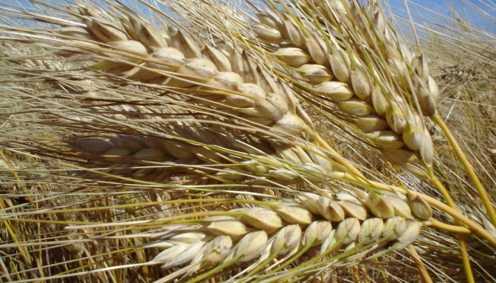 Fertilización en trigo: “Pasar de dosis promedio a optimizadas puede aumentar 25% el margen bruto”