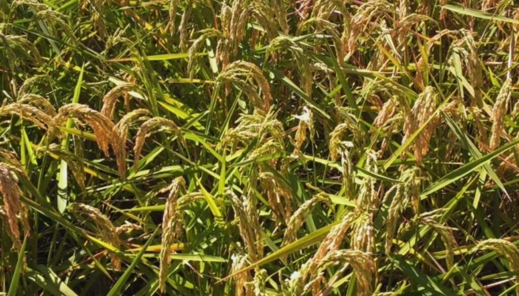 Alerta sanitaria en el arroz argentino: detectaron un virus que hasta ahora solo se conocía en Japón