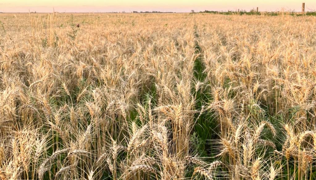 Siembra de trigo: desde Rosario avizoran 500.000 hectáreas menos, por el alto costo de la urea Siembra de trigo: desde Rosario avizoran 500.000 hectáreas menos, por el alto costo de la urea