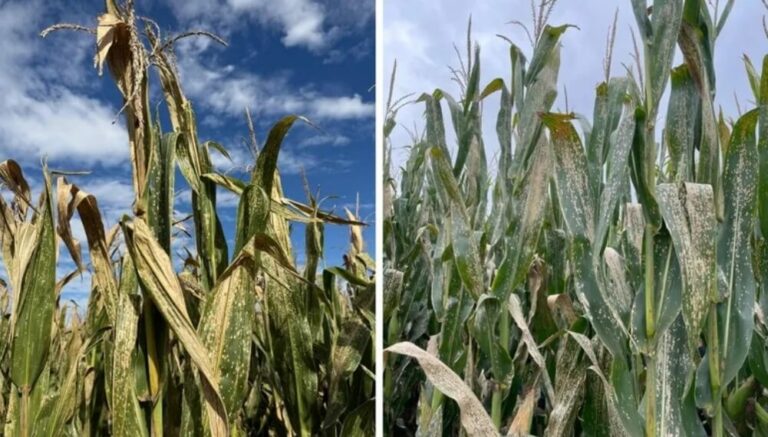 Una alerta sanitaria en el maíz: la mancha blanca gana terreno y obliga a estar atentos Una alerta sanitaria en el maíz: la mancha blanca gana terreno y obliga a estar atentos