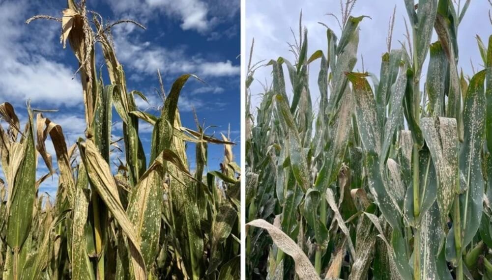 Una alerta sanitaria en el maíz: la mancha blanca gana terreno y obliga a estar atentos Una alerta sanitaria en el maíz: la mancha blanca gana terreno y obliga a estar atentos
