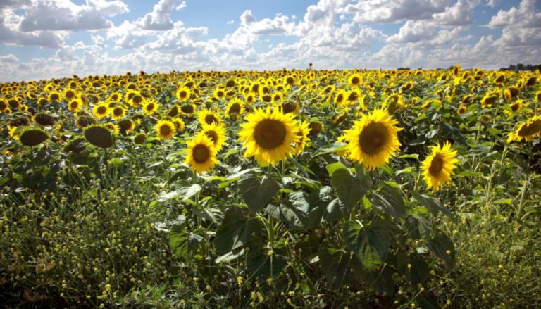 Desde Chaco hasta Río Negro, el girasol apuntala su crecimiento: “Veo a mucha gente volver a cultivarlo” Desde Chaco hasta Río Negro, el girasol apuntala su crecimiento: “Veo a mucha gente volver a cultivarlo”