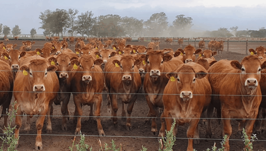¿Comenzó definitivamente la fase de retención?: la faena de hembras tocó su nivel más bajo en 5 años ¿Comenzó definitivamente la fase de retención?: la faena de hembras tocó su nivel más bajo en 5 años