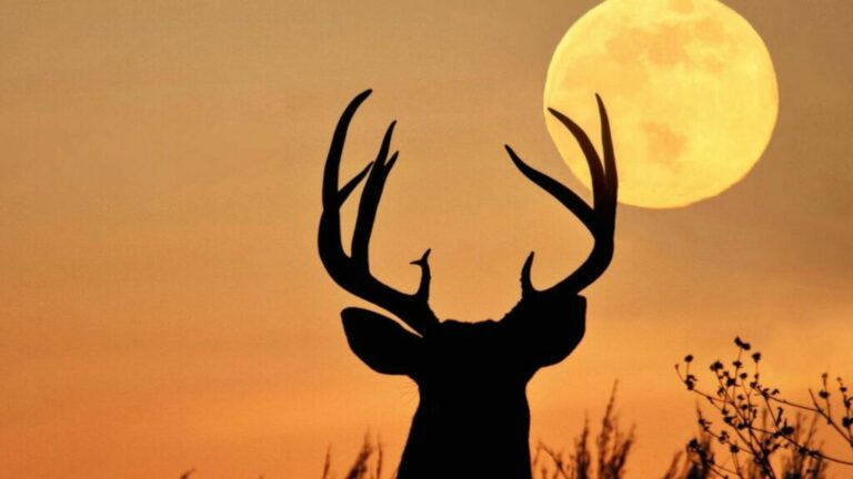 Mucho más que una luna llena: el significado ancestral de la Luna del Ciervo que pocos conocen Mucho más que una luna llena: el significado ancestral de la Luna del Ciervo que pocos conocen