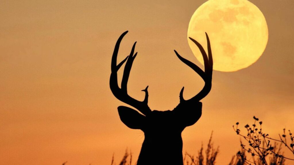 Mucho más que una luna llena: el significado ancestral de la Luna del Ciervo que pocos conocen Mucho más que una luna llena: el significado ancestral de la Luna del Ciervo que pocos conocen