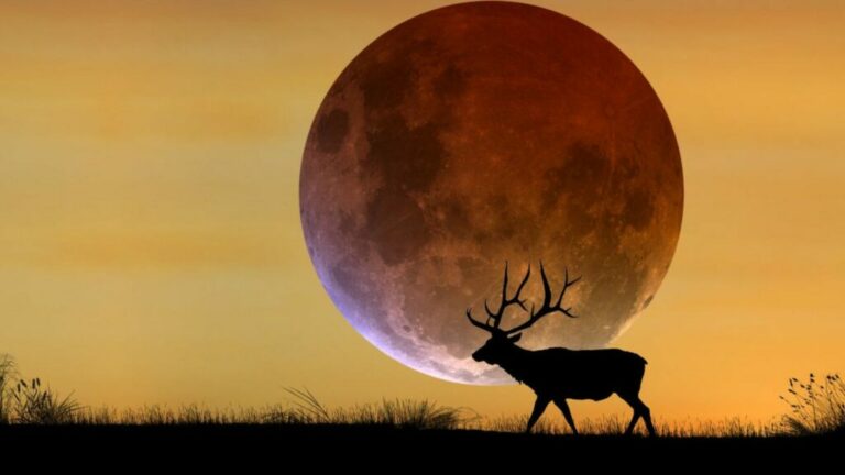 La Luna de Ciervo ya está aquí: estos son los rituales que muchas personas hacen cada julio La Luna de Ciervo ya está aquí: estos son los rituales que muchas personas hacen cada julio