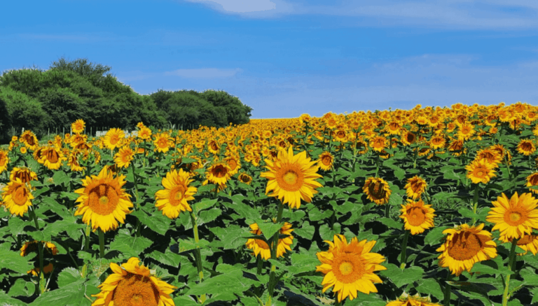 El girasol no quiere perder el tren y va por otro año de expansión: la siembra crecería otro 5,3% El girasol no quiere perder el tren y va por otro año de expansión: la siembra crecería otro 5,3%