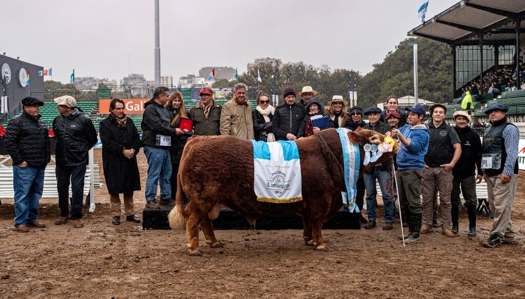 Los Limangus pisaron fuerte en La Rural: confirmaron su calidad carnicera, liderando el Block Test Los Limangus pisaron fuerte en La Rural: confirmaron su calidad carnicera, liderando el Block Test